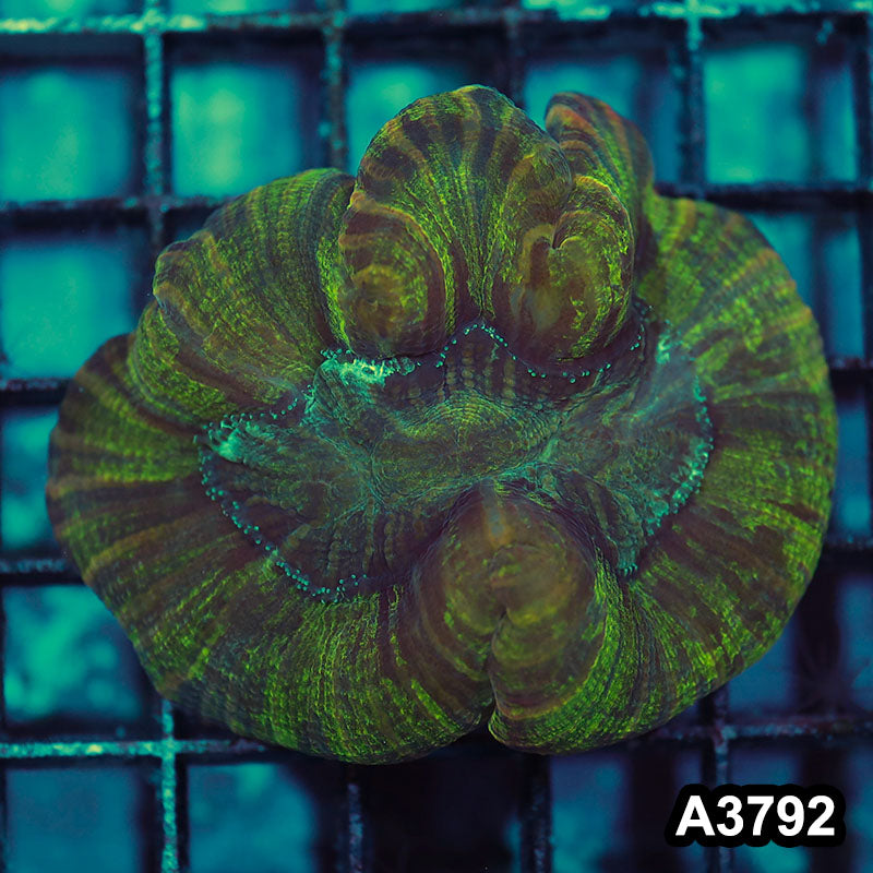 Item#A3792IN3792(S) WYSIWYG Indo Ultra Wellsophyllia