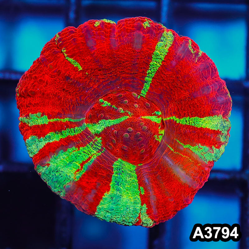 Item#A3794IN3794(S) WYSIWYG Aussie Ultra Unique Reverse Bleeding Apple Scolymia