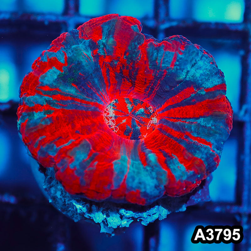 Item#A3795IN3795(S) WYSIWYG Aussie Ultra Unique War Paint Scolymia