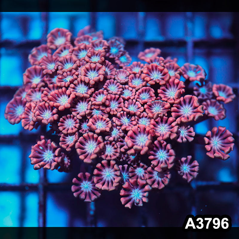 Item#A3796IN3796(S) WYSIWYG Western Australia Ultra Unique Alveopora