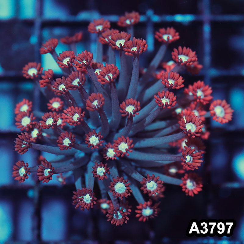 Item#A3797IN3797(S) WYSIWYG Western Australia Ultra Unique Goniopora