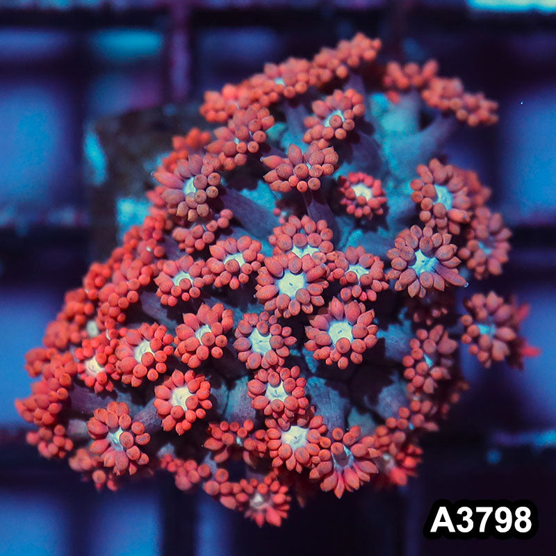 Item#A3798IN3798(S) WYSIWYG Western Australia Ultra Unique Goniopora