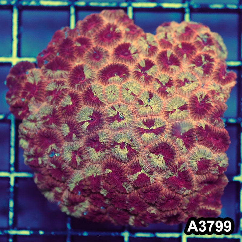 Item#A3799IN3799(M) WYSIWYG Indo Ultra Unique Favia Colony