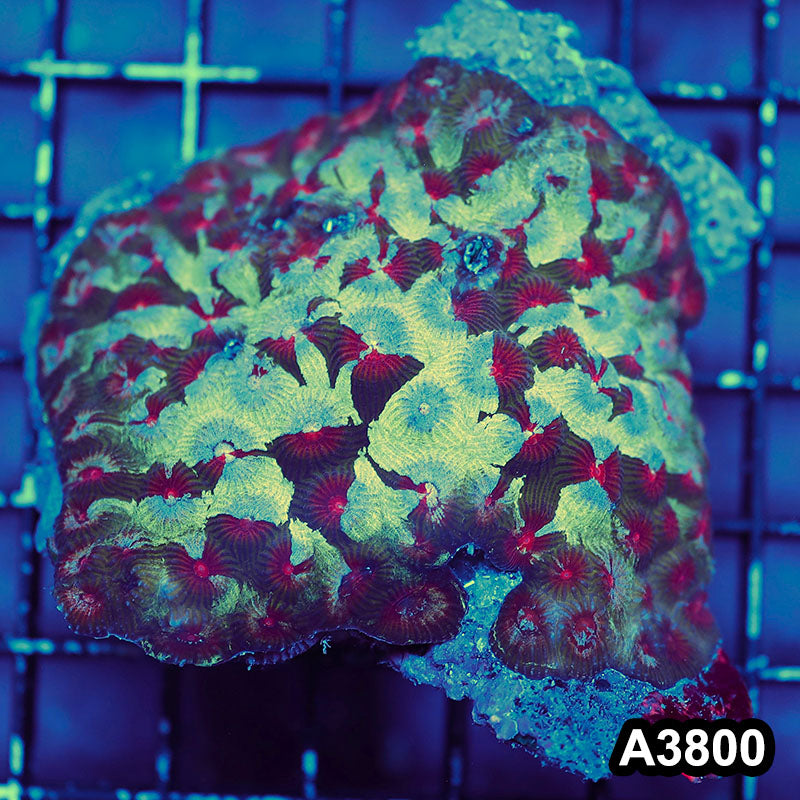 Item#A3800IN3800(M) WYSIWYG Indo Ultra Unique Favia Colony