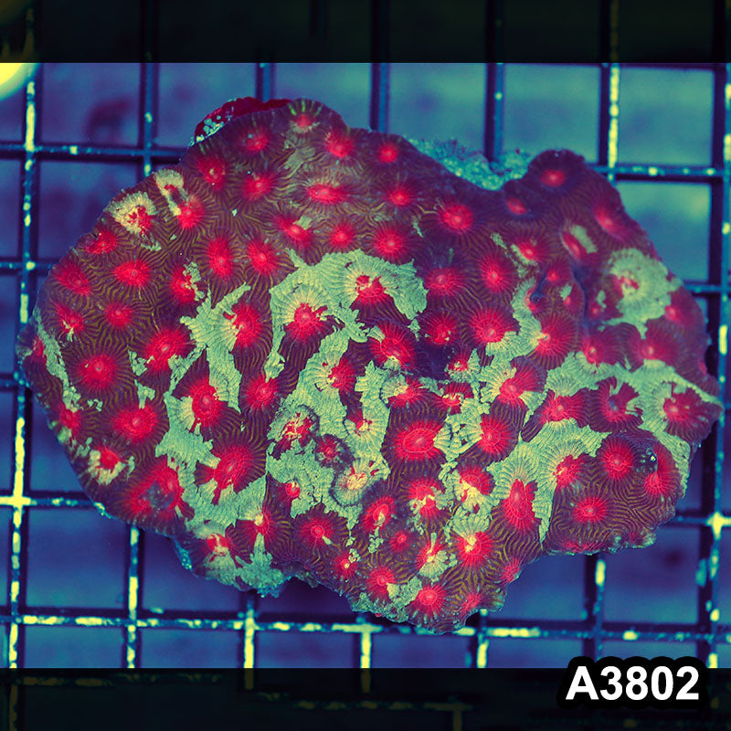 Item#A3802IN3802(M) WYSIWYG Indo Ultra Unique Favia Colony