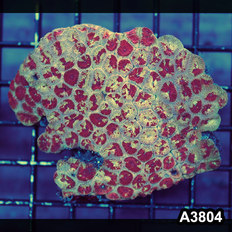 Item#A3804IN3804(M) WYSIWYG Indo Ultra Unique Favia Colony