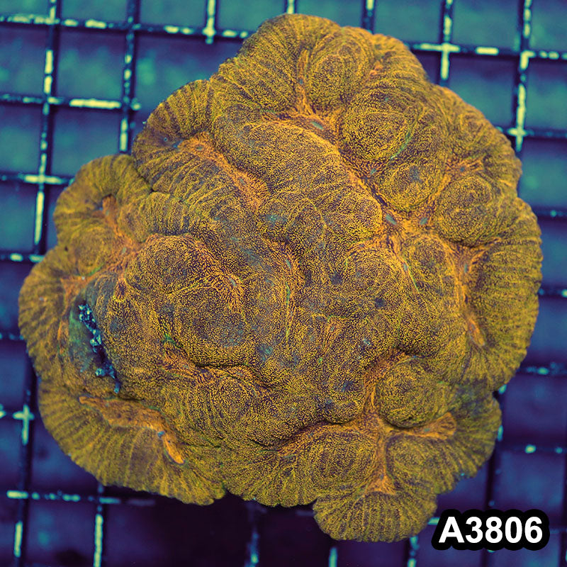 Item#A3806IN3806(L) WYSIWYG Indo Ultra Unique Symphyllia Colony