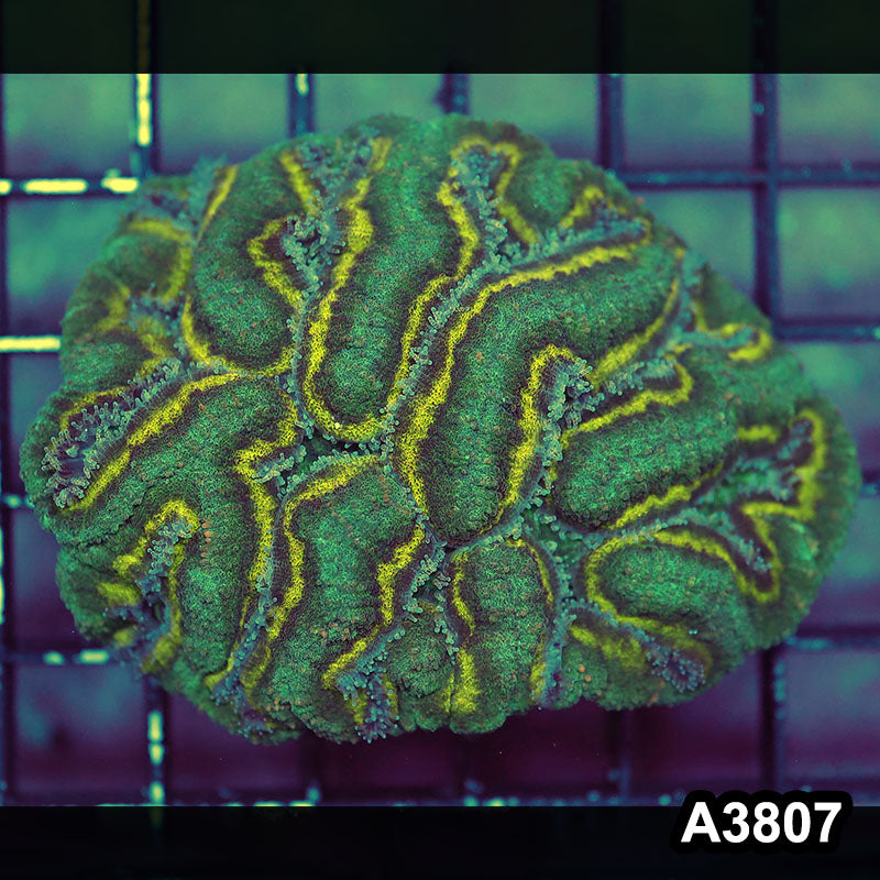 Item#A3807IN3807(M) WYSIWYG Indo Ultra Unique Symphyllia Colony