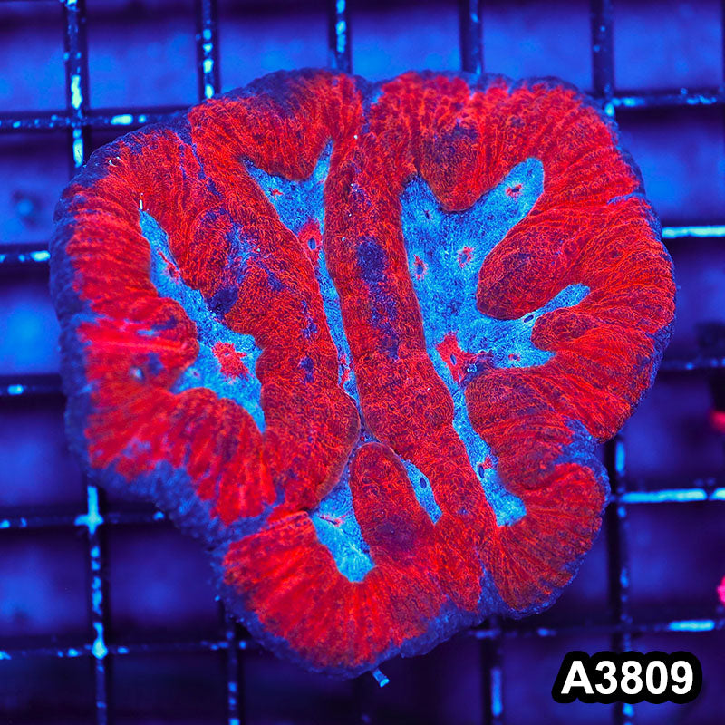 Item#A3809IN3809(S) WYSIWYG Indo Ultra Symphyllia Colony