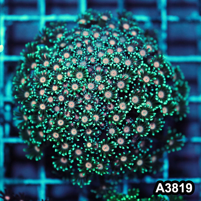 Item#A3819IN3819(S) WYSIWYG Indo Ultra Pink Eye Alveopora Colony