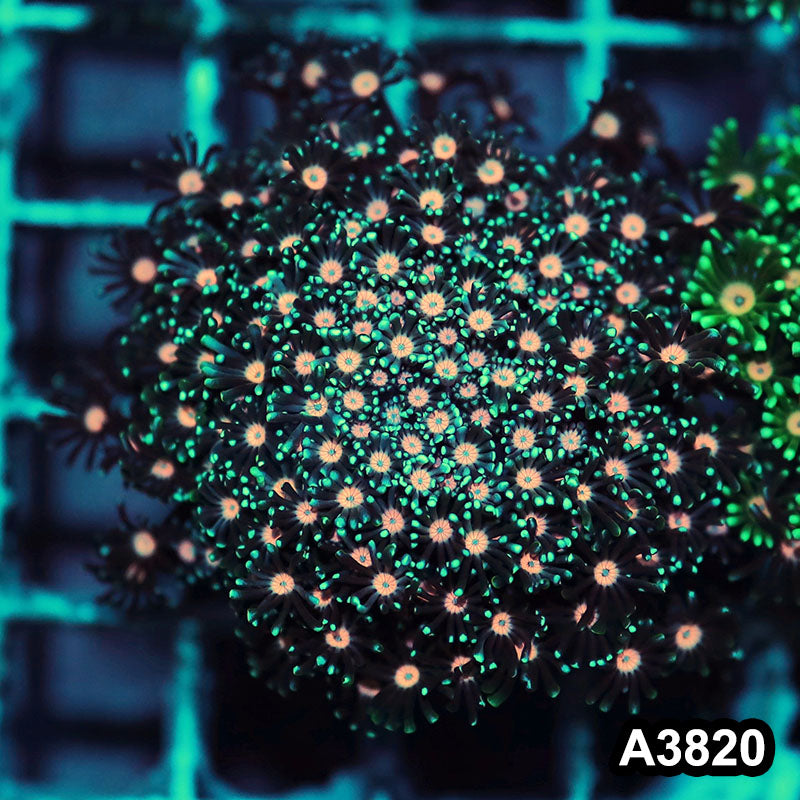 Item#A3820IN3820(S) WYSIWYG Indo Ultra Pink Eye Alveopora Colony