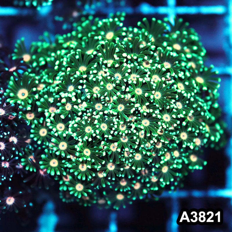 Item#A3821IN3821(S) WYSIWYG Indo Ultra Pink Eye Alveopora Colony