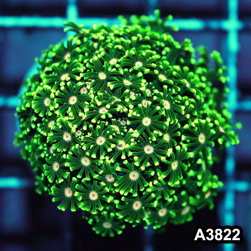 Item#A3822IN3822(S) WYSIWYG Indo Ultra Pink Eye Alveopora Colony