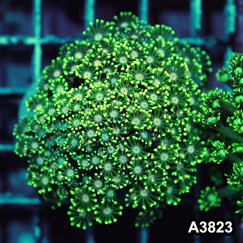 Item#A3823IN3823(S) WYSIWYG Indo Ultra Pink Eye Alveopora Colony