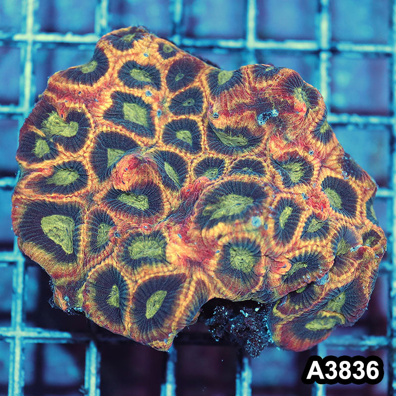 Item#A3836IN3836(M) WYSIWYG Aussie Ultra Unique Reverse Prism Favia Colony