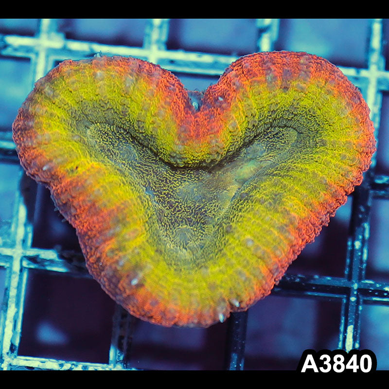 Item#A3840IN3840(S) WYSIWYG Aussie Unique Rainbow Lobophyllia