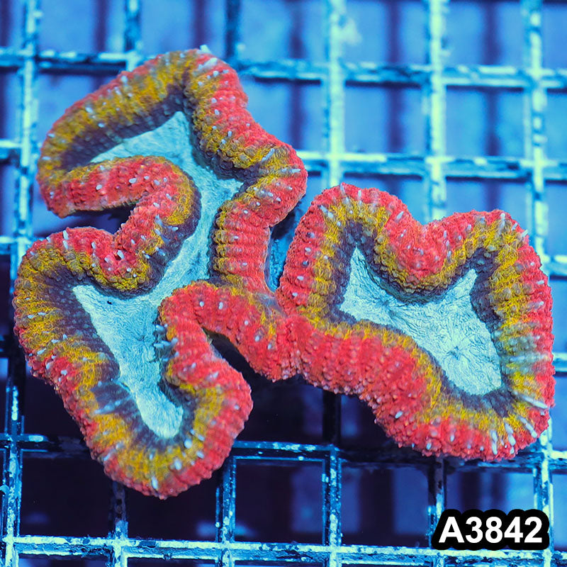 Item#A3842IN3842(M) WYSIWYG Aussie Unique Rainbow Lobophyllia