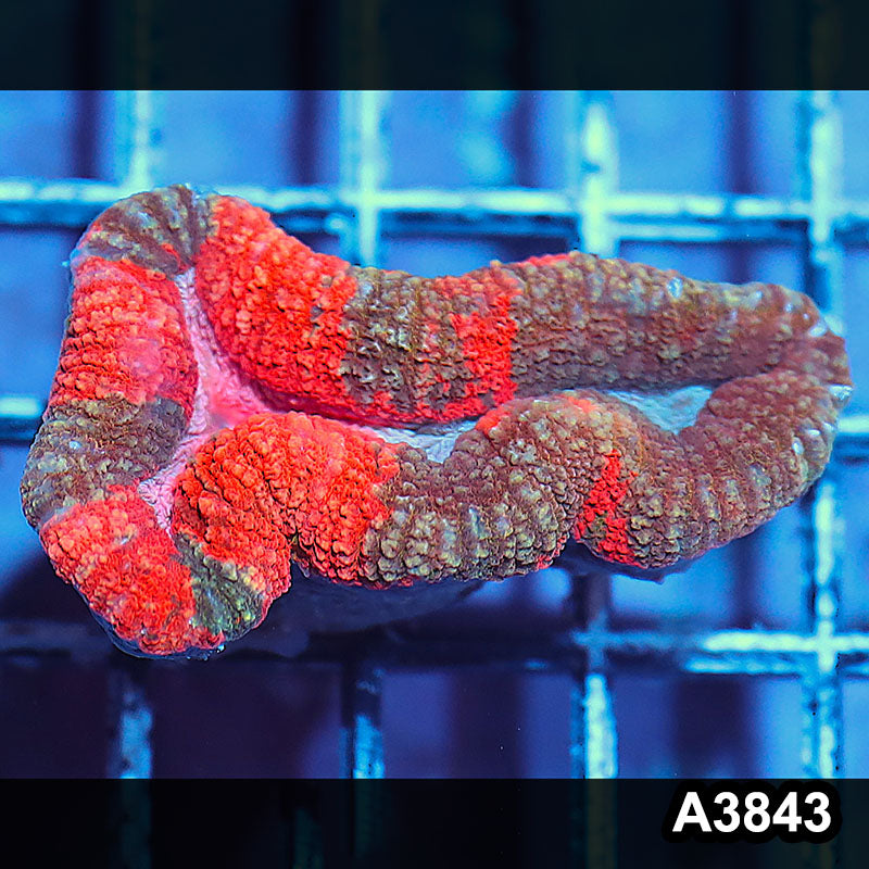 Item#A3843IN3843(S) WYSIWYG Aussie Unique Rainbow Lobophyllia