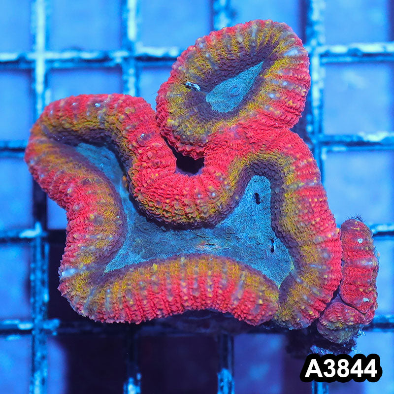 Item#A3844IN3844(S) WYSIWYG Aussie Unique Rainbow Lobophyllia