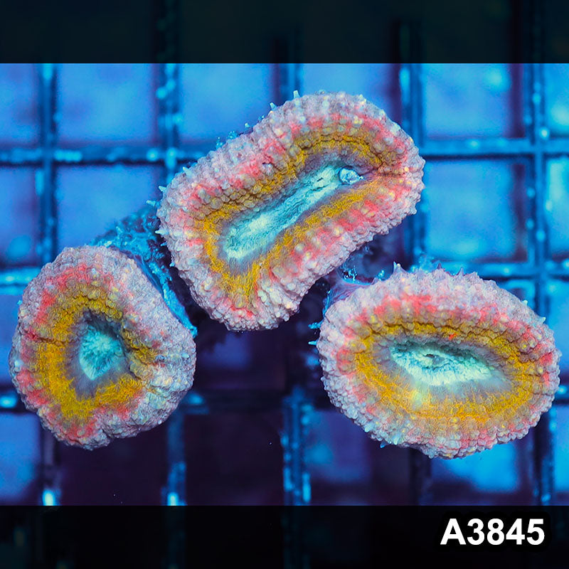 Item#A3845IN3845(S) WYSIWYG Aussie Unique Rainbow Lobophyllia