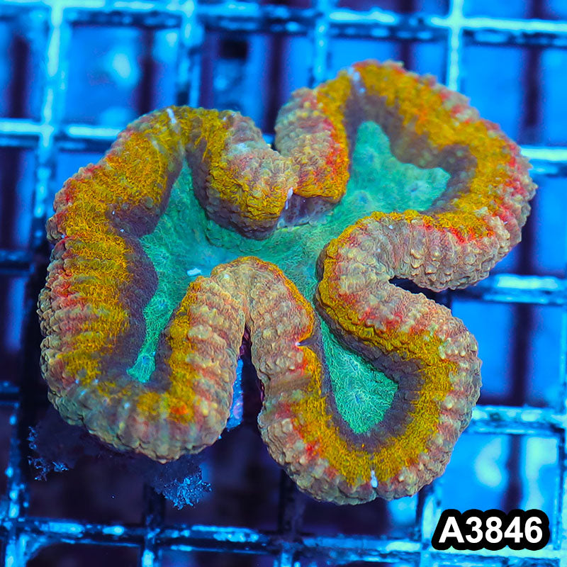 Item#A3846IN3846(S) WYSIWYG Aussie Unique Rainbow Lobophyllia