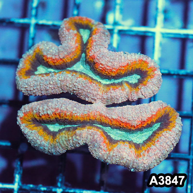 Item#A3847IN3847(S) WYSIWYG Aussie Unique Rainbow Lobophyllia