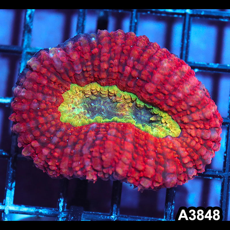 Item#A3848IN3848(S) WYSIWYG Aussie Unique Rainbow Lobophyllia