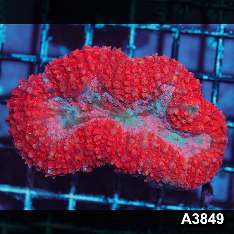 Item#A3849IN3849(S) WYSIWYG Aussie Unique Rainbow Lobophyllia