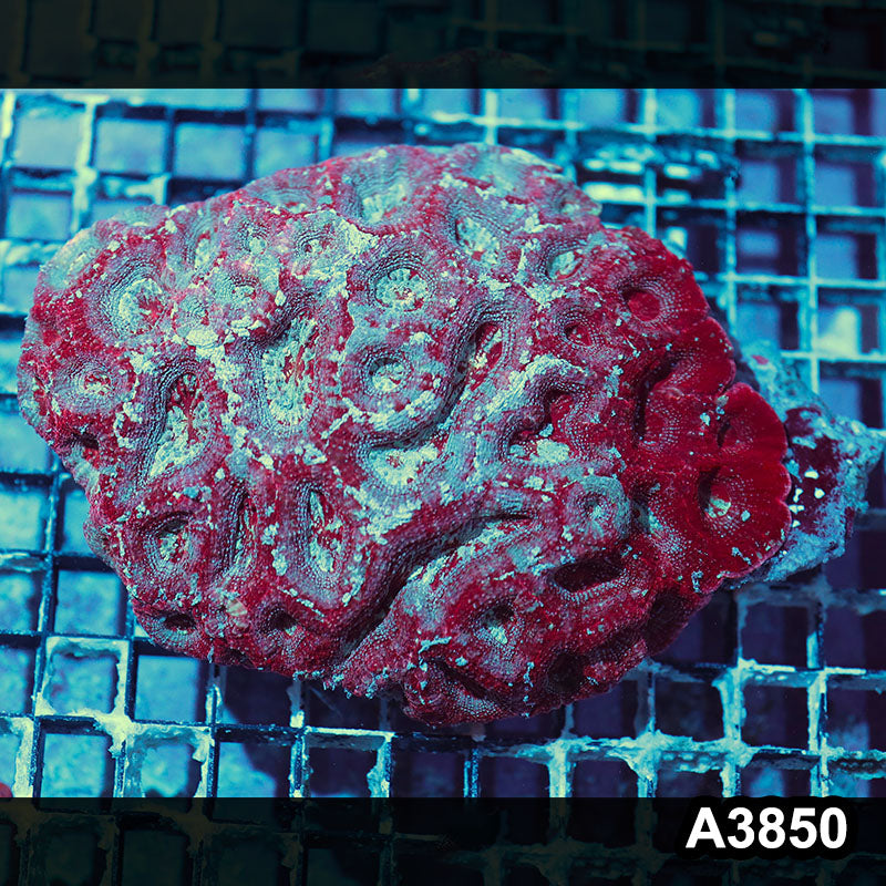 Item#A3850IN3850(L) WYSIWYG Aussie Ultra Unique Bowerbanki Colony