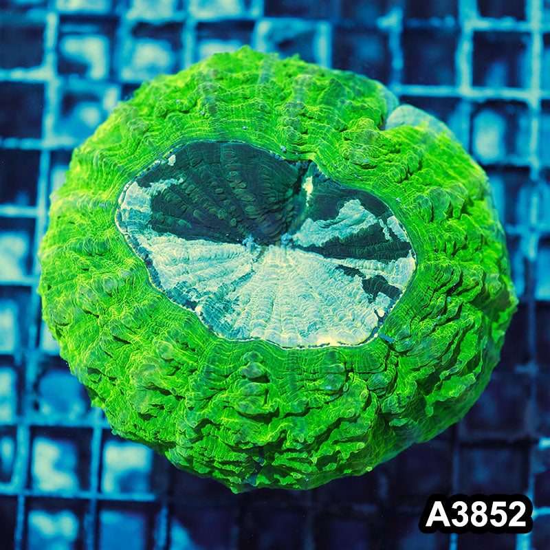 Item#A3852IN3852(M) WYSIWYG Indo Ultra Neon Acanthophyllia