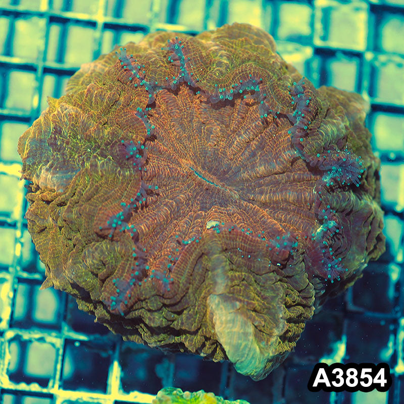 Item#A3854IN3854(M) WYSIWYG Indo Ultra Gold Tiger Acanthophyllia