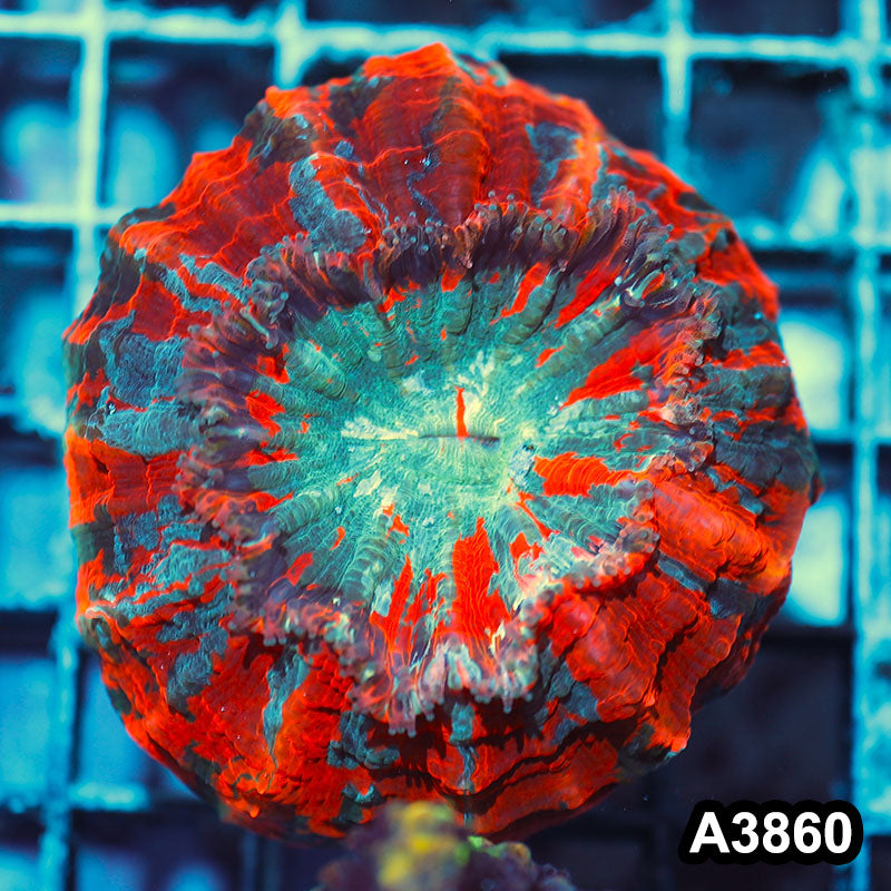 Item#A3860IN3860(S) WYSIWYG Indo Ultra Unique Acanthophyllia