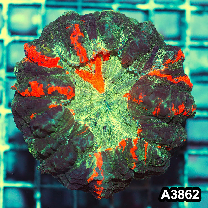 Item#A3862IN3862(S) WYSIWYG Indo Ultra Tiger Acanthophyllia