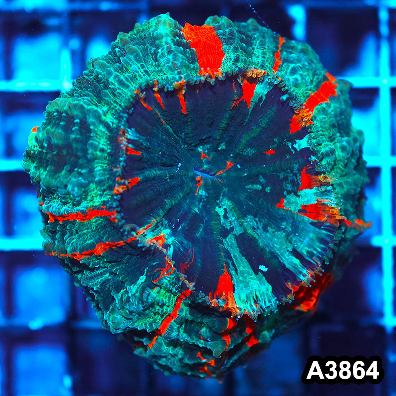 Item#A3864IN3864(S) WYSIWYG Indo Ultra Tiger Acanthophyllia