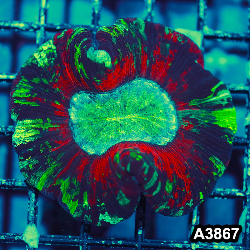 Item#A3867IN3867(S) WYSIWYG Indo Ultra Unique Wellsophyllia