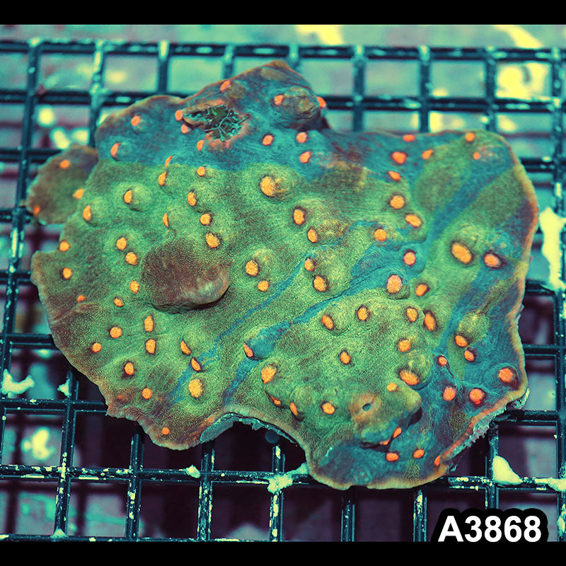 Item#A3868IN3868(L) WYSIWYG Indo Ultra Unique Mycedium Chalice Colony