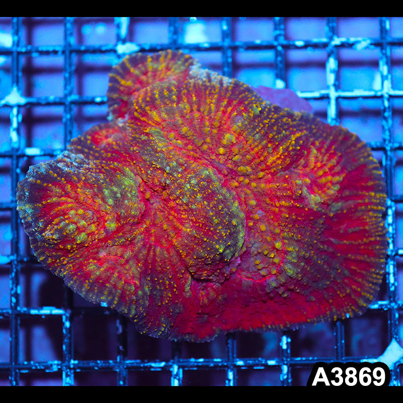 Item#A3869IN3869(M) WYSIWYG Indo Ultra Unique Australomussa Rowleyensis