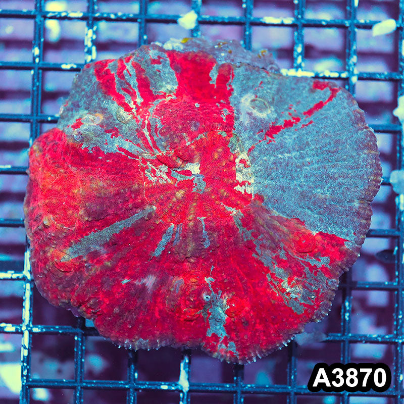 Item#A3870IN3870(M) WYSIWYG Indo Ultra Unique Australomussa Rowleyensis