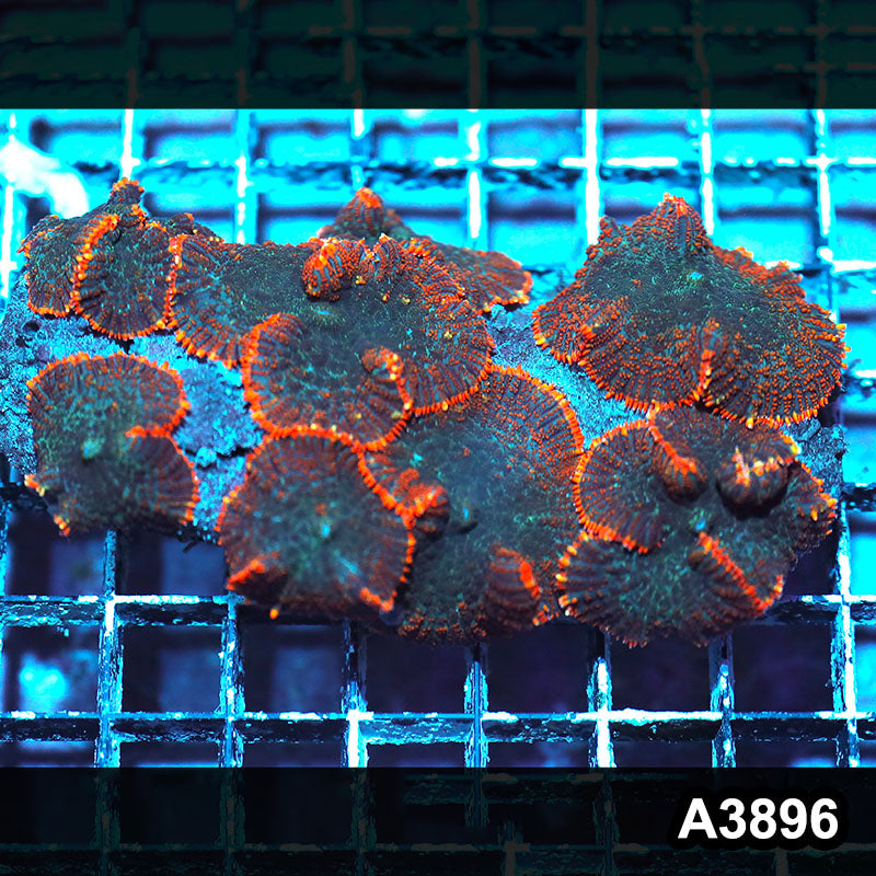 Item#A3896IN3896(M) WYSIWYG Indo Ultra Unique Rhodactis Mushroom Colony