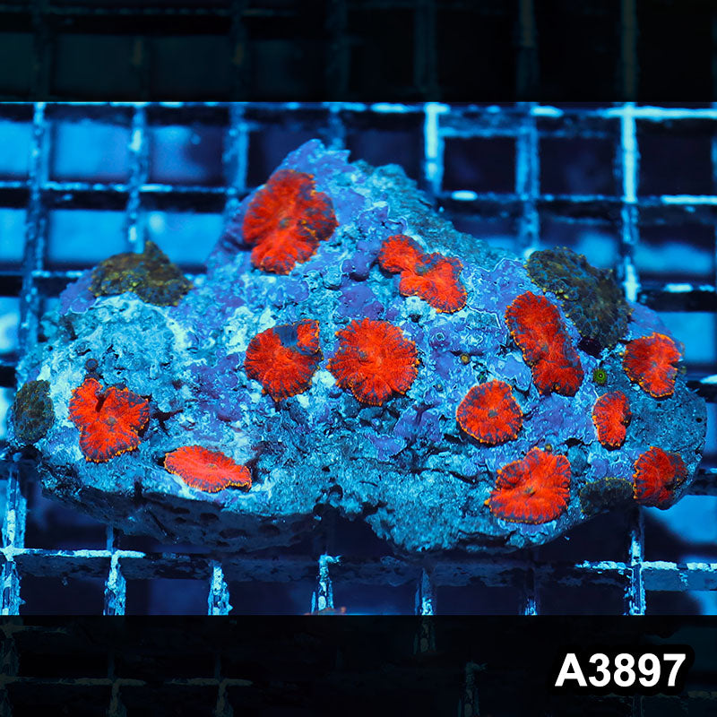 Item#A3897IN3897(M) WYSIWYG Indo Ultra Unique Rhodactis Mushroom Colony