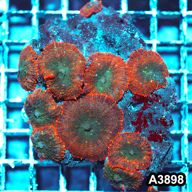 Item#A3898IN3898(M) WYSIWYG Indo Ultra Unique Rhodactis Mushroom Colony