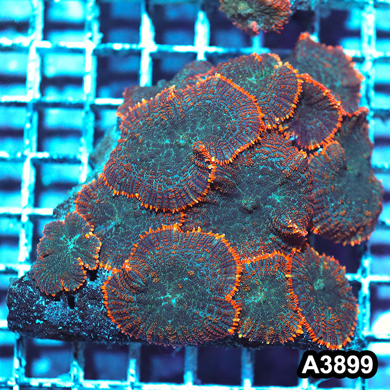 Item#A3899IN3899(M) WYSIWYG Indo Ultra Unique Rhodactis Mushroom Colony