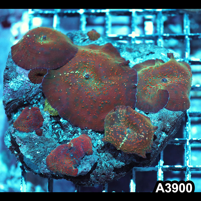 Item#A3900IN3900(M) WYSIWYG Indo Ultra Unique Discosoma Mushroom Colony