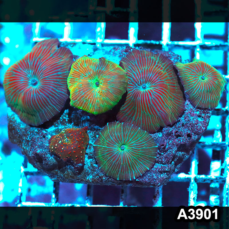 Item#A3901IN3901(M) WYSIWYG Indo Ultra Unique Discosoma Mushroom Colony