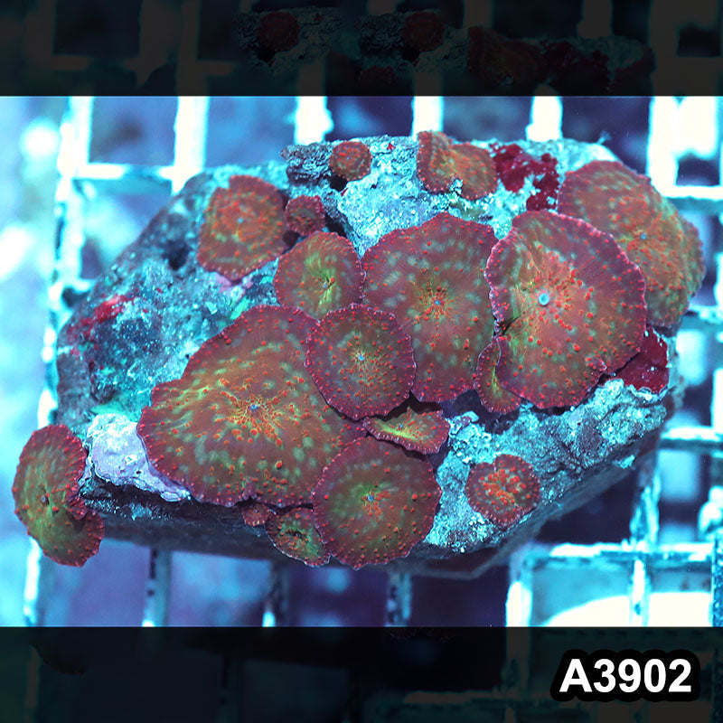 Item#A3902IN3902(M) WYSIWYG Indo Ultra Unique Discosoma Mushroom Colony