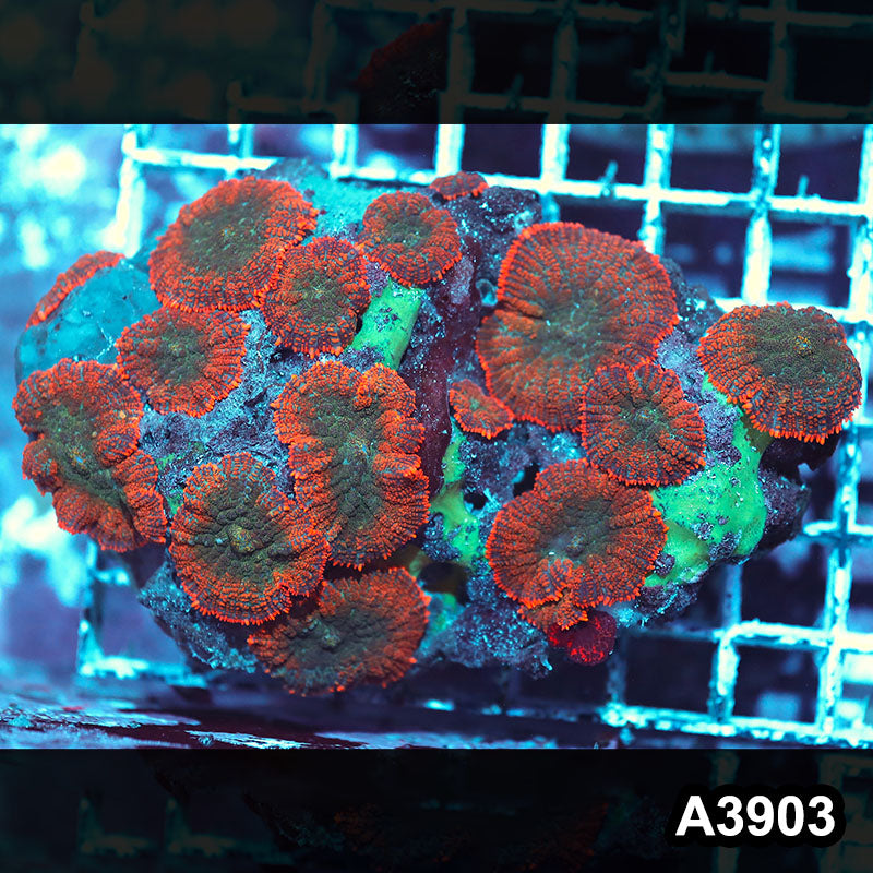 Item#A3903IN3903(M) WYSIWYG Indo Ultra Unique Rhodactis Mushroom Colony