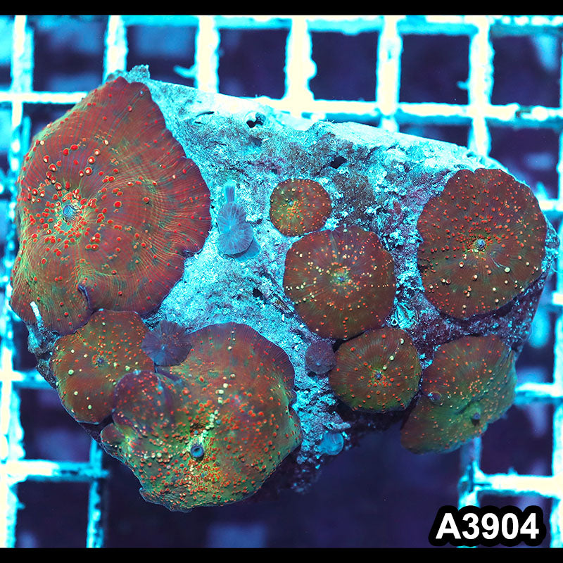 Item#A3904IN3904(M) WYSIWYG Indo Ultra Unique Discosoma Mushroom Colony