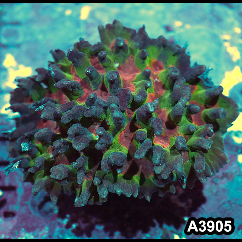 Item#A3905IN3905(L) WYSIWYG Indo Rainbow Pectinia Colony