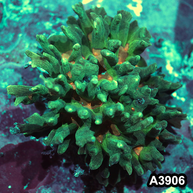 Item#A3906IN3906(L) WYSIWYG Indo Rainbow Pectinia Colony