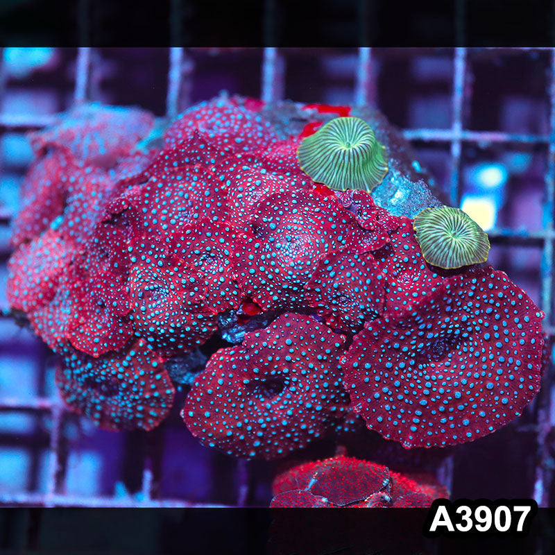 Item#A3907IN3907(M) WYSIWYG Indo Ultra Discosoma Mushroom Colony